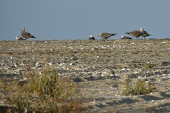 Leucophaeus modestus