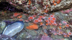 Corynactis californica