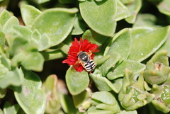 Anthidium chilense