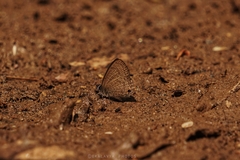 Prosotas nora ardates