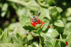 Anthidium chilense