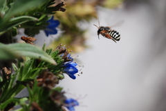 Anthidium chilense