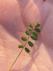 Astragalus nuttallianus