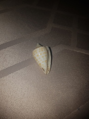 Conus spurius