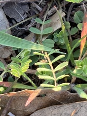 Astragalus nuttallianus