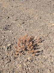 Pleurophora pungens