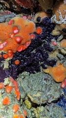 Aplysilla polyraphis