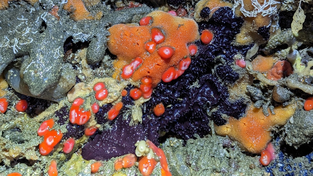 Purple Slippery Sponge
