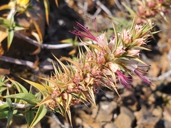 Pleurophora pungens
