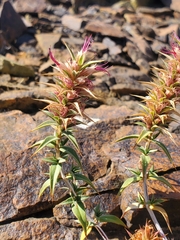 Pleurophora pungens