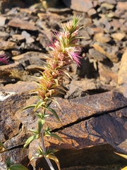 Pleurophora pungens