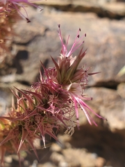 Pleurophora pungens