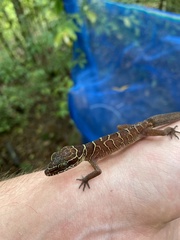 Cyrtodactylus