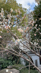 Prunus