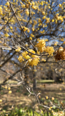 Chimonanthus praecox