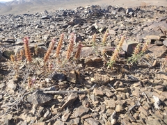 Pleurophora pungens