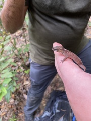 Cyrtodactylus