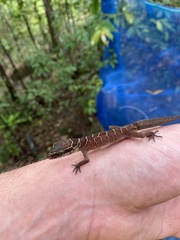 Cyrtodactylus