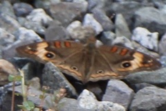 Junonia zonalis