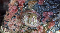 Placiphorella velata