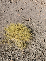 Fagonia chilensis