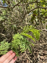 Mimoseae