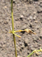 Fagonia chilensis