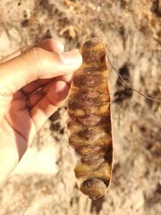 Lysiloma divaricatum