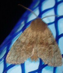 Orthosia rubescens