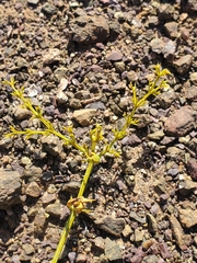 Fagonia chilensis