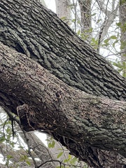 Pseudevernia furfuracea