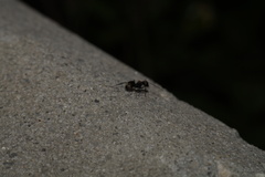 Camponotus novogranadensis