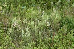 Ozothamnus cupressoides
