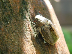 Leucopholis irrorata