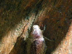 Leucopholis irrorata