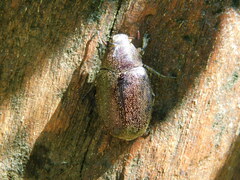 Leucopholis irrorata