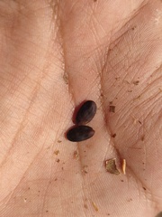 Lysiloma divaricatum