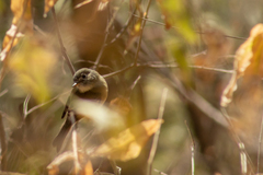 Empidonax occidentalis