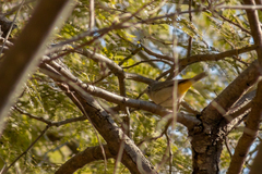Leiothlypis virginiae