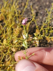 Fagonia chilensis