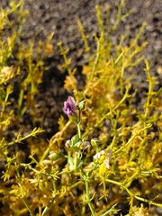 Fagonia chilensis