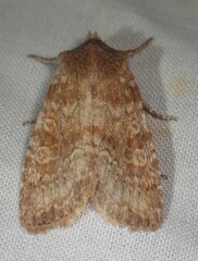 Lithophane semiusta