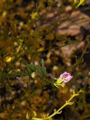 Fagonia chilensis