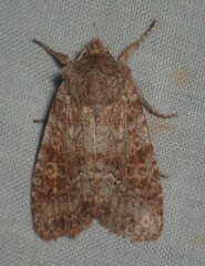 Lithophane semiusta
