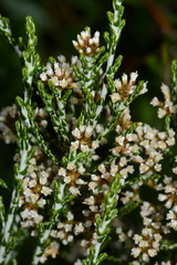 Ozothamnus cupressoides