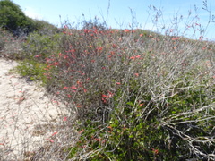 Justicia californica