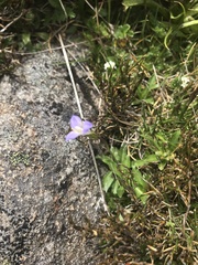 Wahlenbergia saxicola