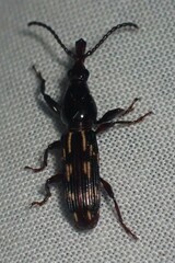Arrhenodes minutus