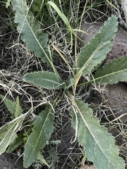 Cirsium neomexicanum