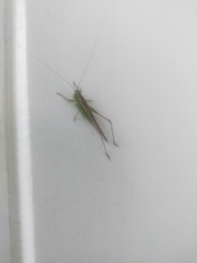 Conocephalus albescens